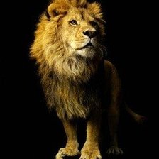 Схема вышивки «лев»