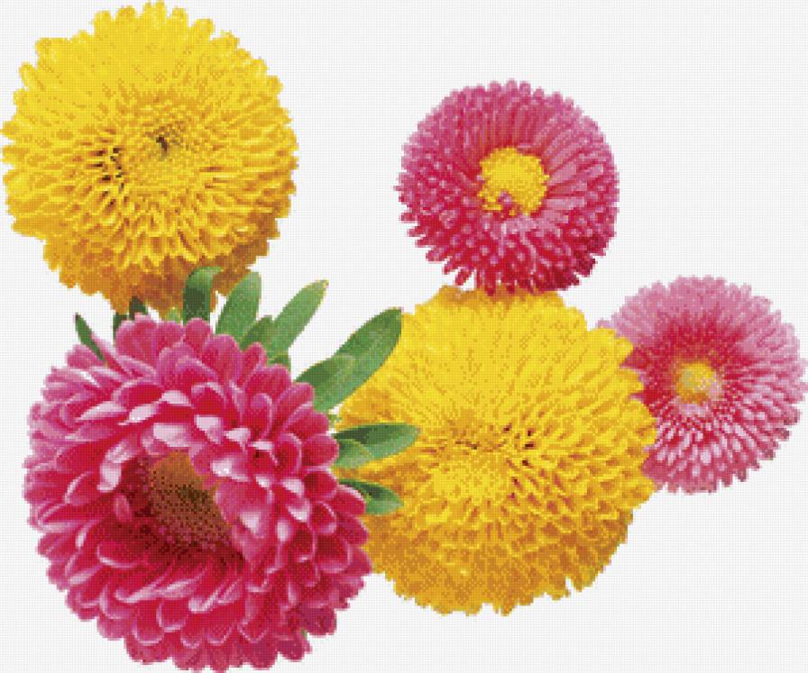 астры - астры.цветы - предпросмотр