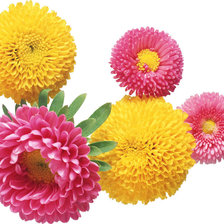 Схема вышивки «астры»