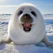 Схема вышивки «Нерпа»