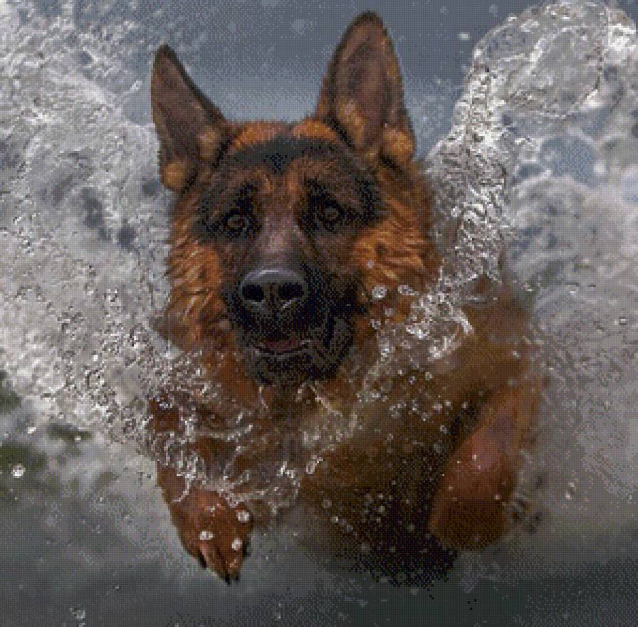 Овчарка - предпросмотр