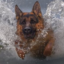 Схема вышивки «Овчарка»