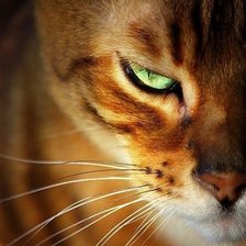 зеленые глаза