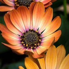 Схема вышивки «цветы»