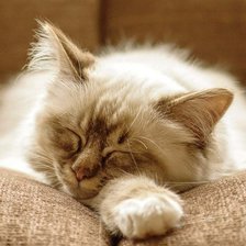 Схема вышивки «сон»