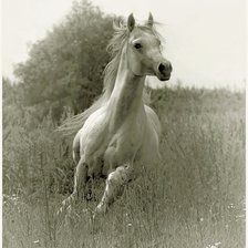 Схема вышивки «лошадка»