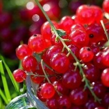 Схема вышивки «красная смородинка»