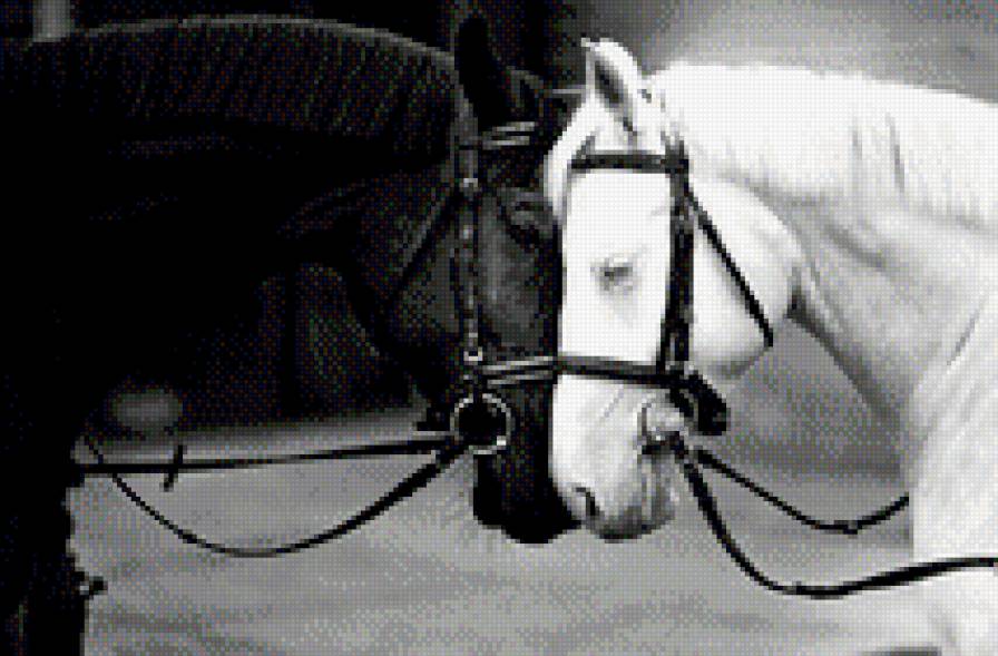 Пара - животные - предпросмотр