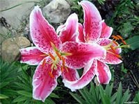 Схема вышивки «№728438»