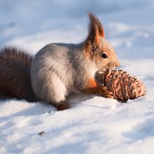 Схема вышивки «Белочка»