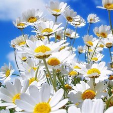 Схема вышивки «№728614»