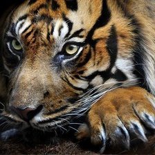 Схема вышивки «тигр»