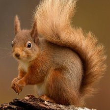 Схема вышивки «белка»