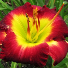 Схема вышивки «цветок»