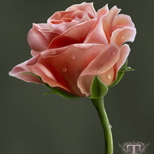 Схема вышивки «розочка»