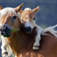 Схема вышивки «Лошадь с жеребенком»