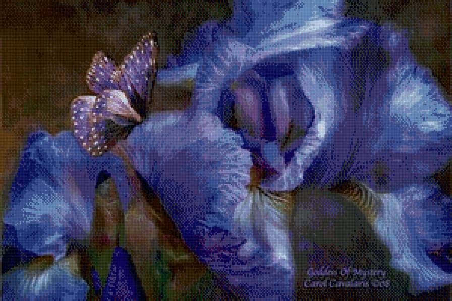 ирис и бабочка - ирис, бабочка - предпросмотр