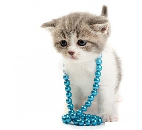 Котейка - коты, животные - оригинал