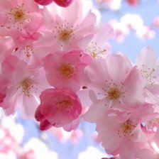 Схема вышивки «весенние цветы»