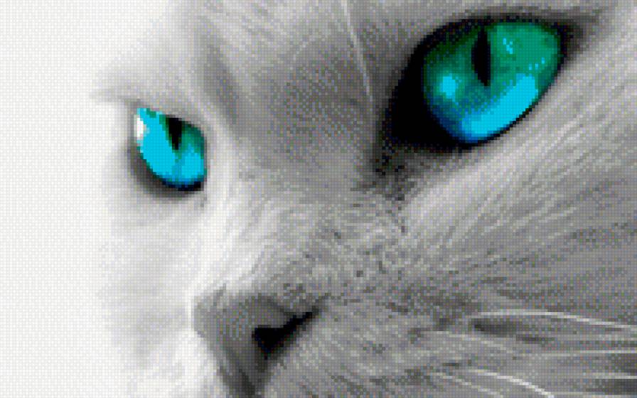 Кошачий взгляд - животные, коты - предпросмотр