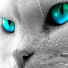 Схема вышивки «Кошачий взгляд»