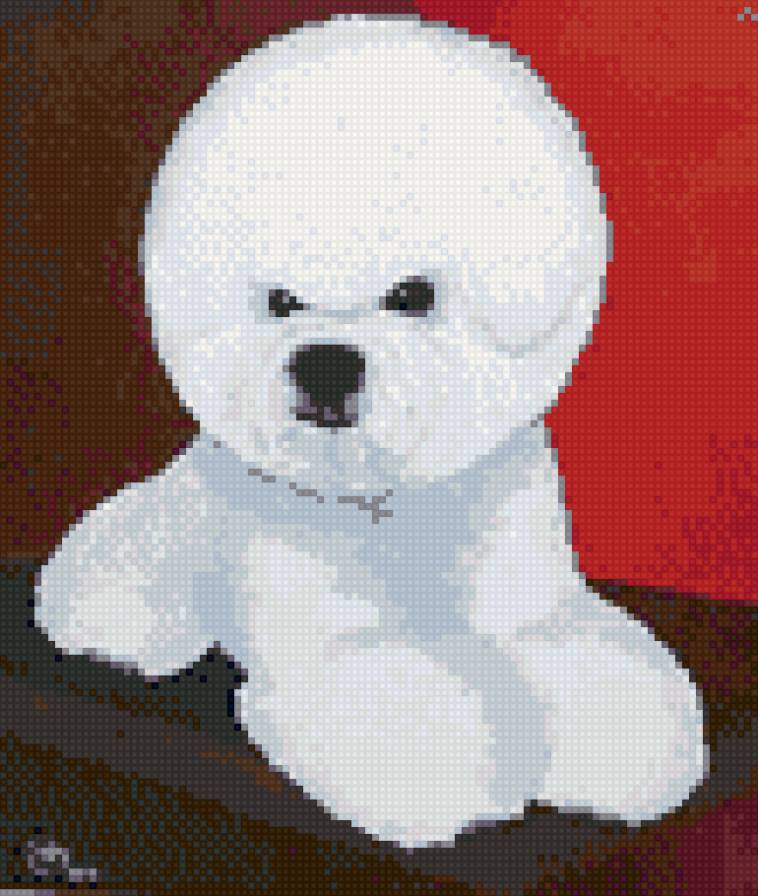 порода собак: бишон фризе - бишон фризе - предпросмотр