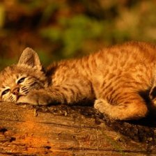 Схема вышивки «рысёнок»