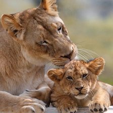 Схема вышивки «нежность»