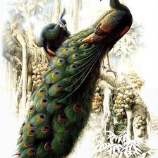 Схема вышивки «Павлины»