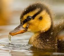 Схема вышивки «утенок»