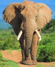 Схема вышивки «слон»