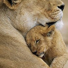 Схема вышивки «нежность»