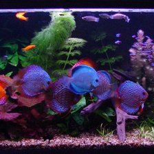 Схема вышивки «№730274»