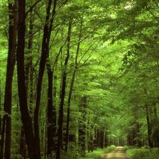 Схема вышивки «зеленая аллея»