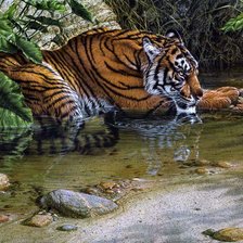 Схема вышивки «тигр»