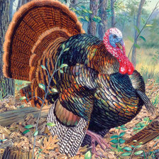 Схема вышивки «индюк»