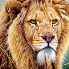 Схема вышивки «лев»