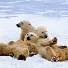 Схема вышивки «белые мишки»