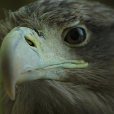 Схема вышивки «орлан»