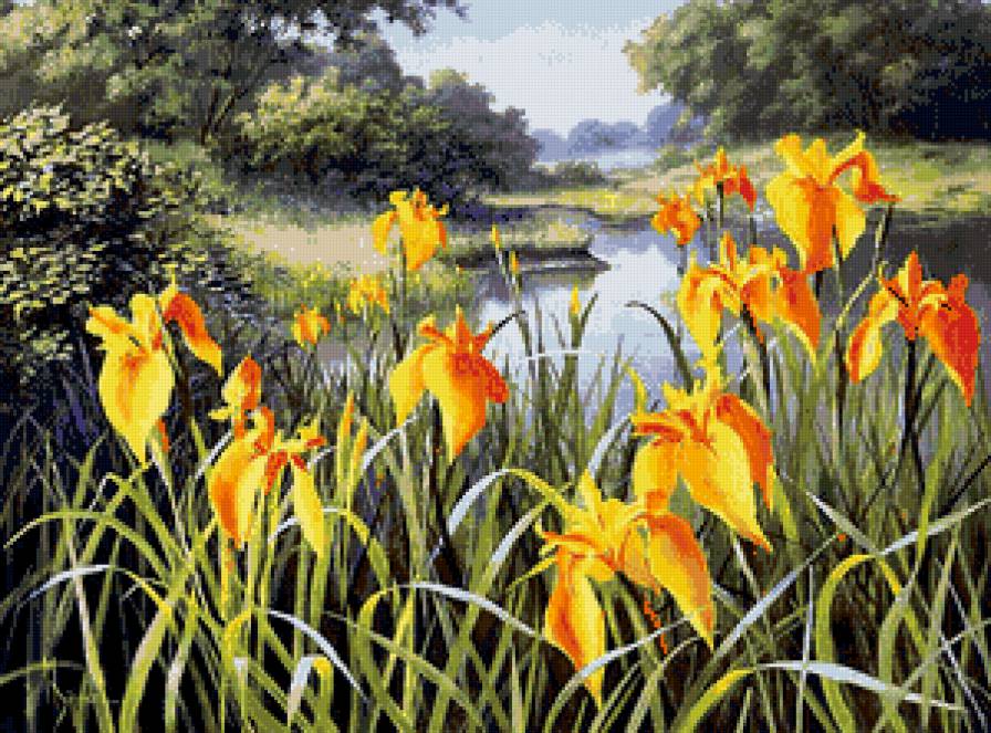 ирисы у воды - пейзаж, цветы, озеро, ирисы, пано - предпросмотр
