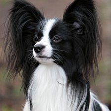 Схема вышивки «собака бабочка папий»