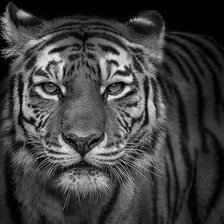 Схема вышивки «№730903»