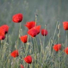 Схема вышивки «№730935»