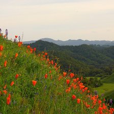 Схема вышивки «Маковый луг»