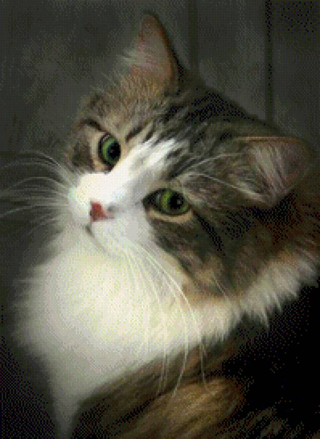 котик - животные - предпросмотр