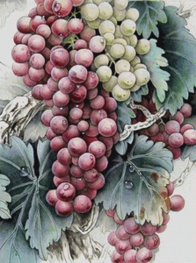 Виноград - виноград, ягоды - предпросмотр