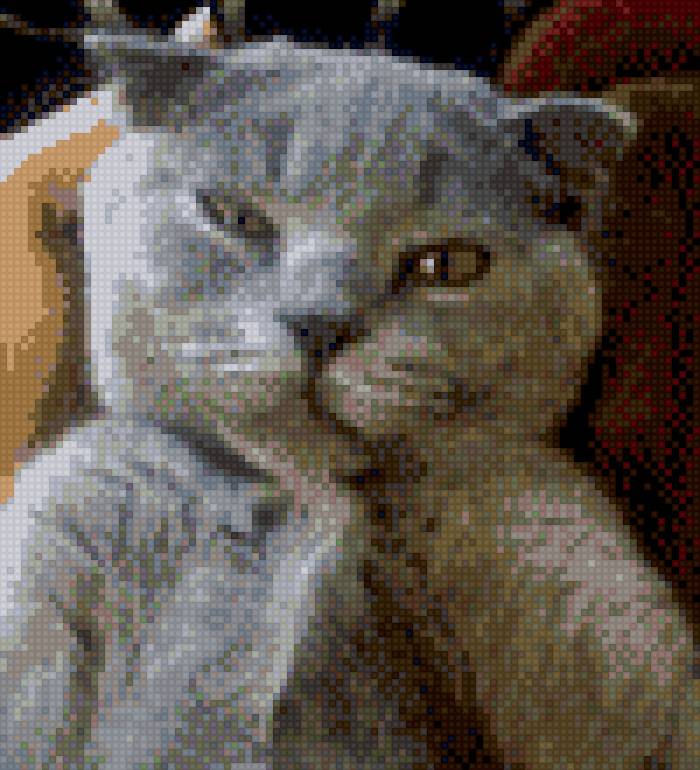 Котя - предпросмотр