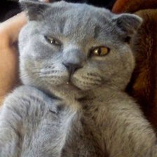 Схема вышивки «Котя»