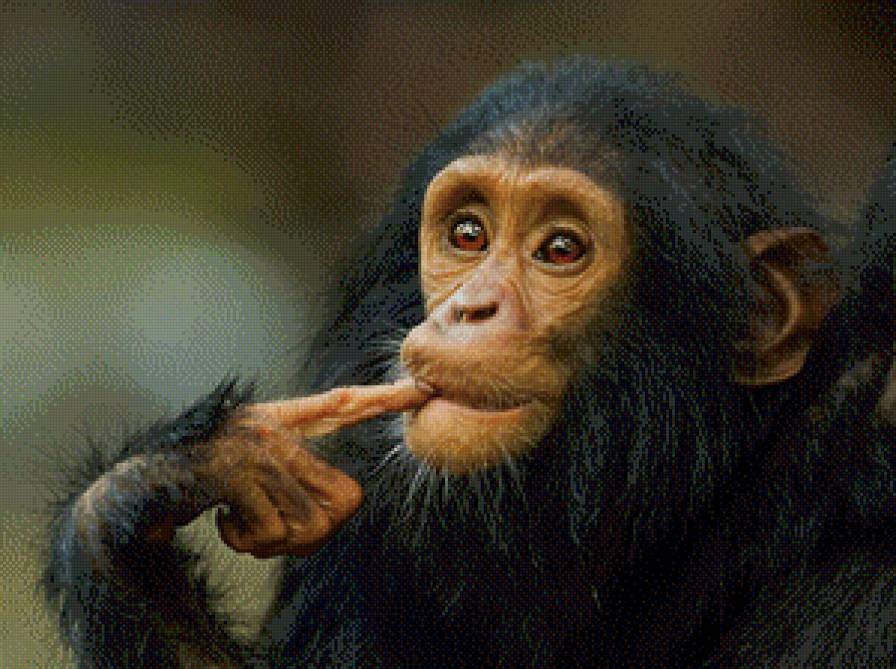 Мыслитель - животные, обезьяна - предпросмотр