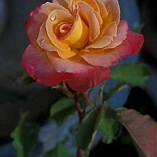 Схема вышивки «Роза»